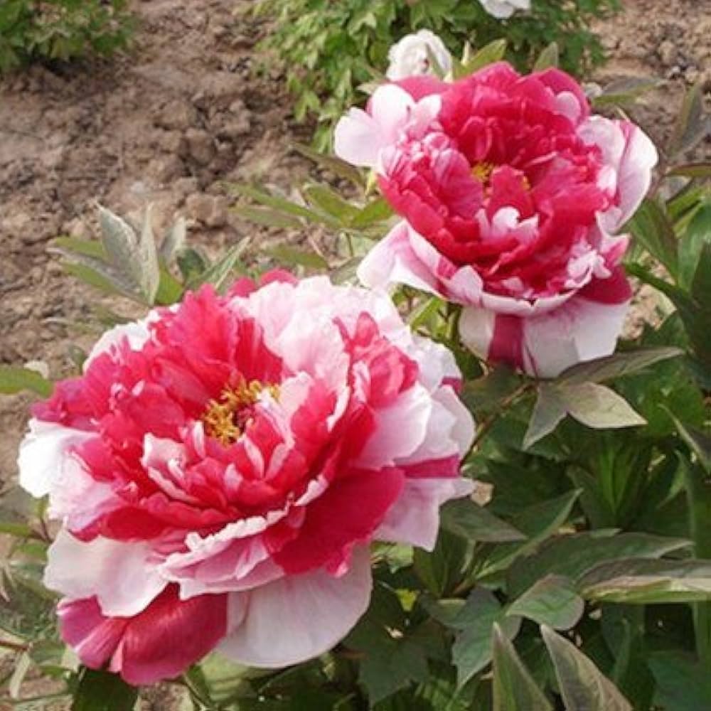 Japanese peony flowers grown from seeds with large, layered pink blooms and lush petals